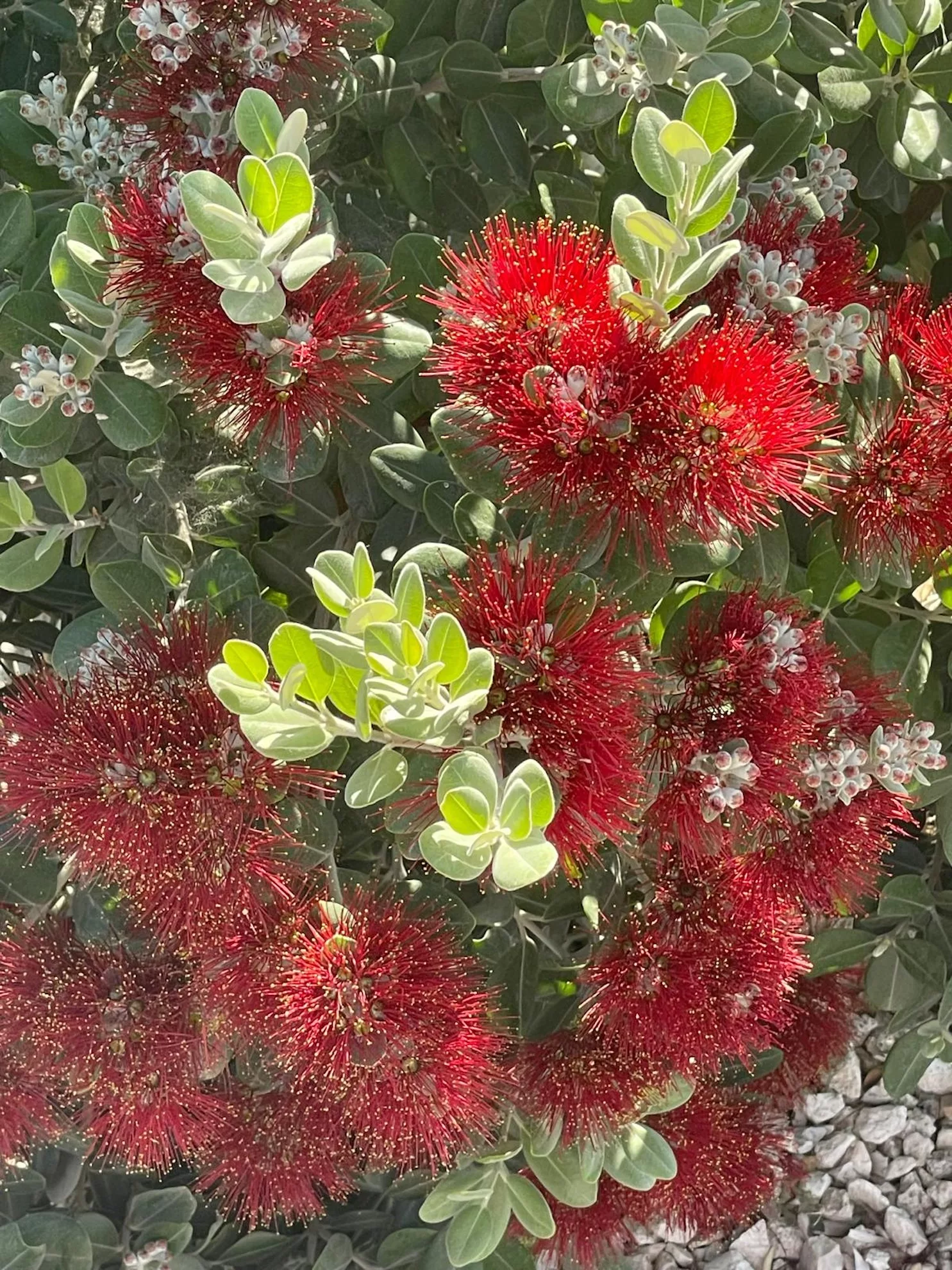 Leuchtend rote Blüten in der Zypern-Sonne